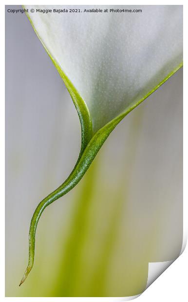Beautiful Minimilist flower of Calla Lily. Print by Maggie Bajada