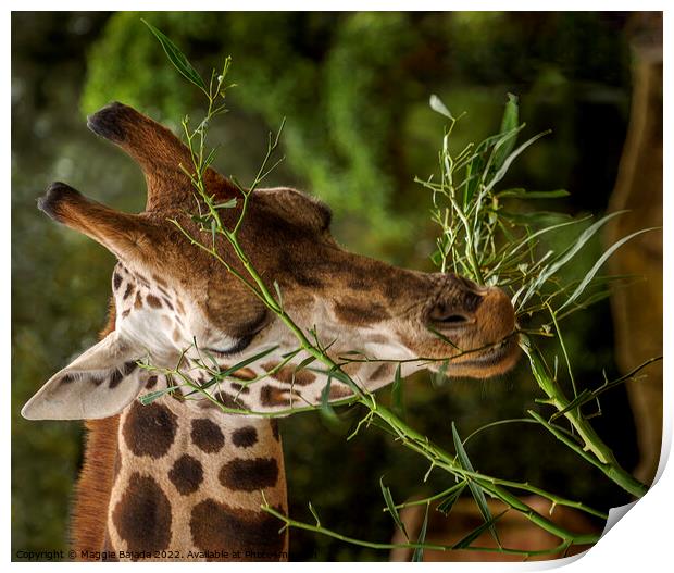 Close up of a Giraffe eating leaves.  Print by Maggie Bajada