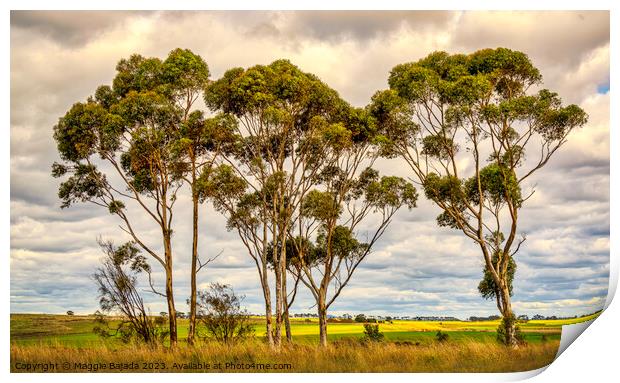 Australian Gum trees in the Outback Countryside. Print by Maggie Bajada