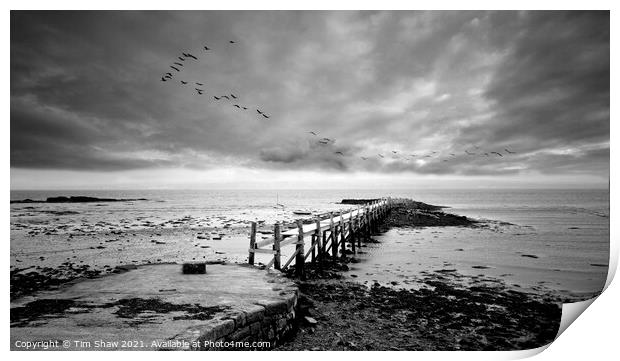 Culross Pier in Black & White Print by Tim Shaw