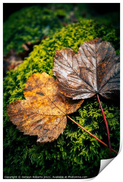 Autumn Leaves Print by Gerwyn Roberts