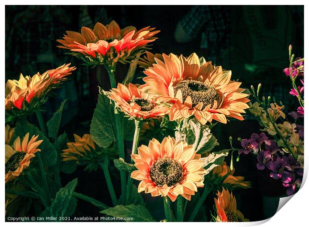 Sunflowers Print by Ian Miller