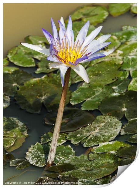 Water Lilly flowering Print by Ian Miller