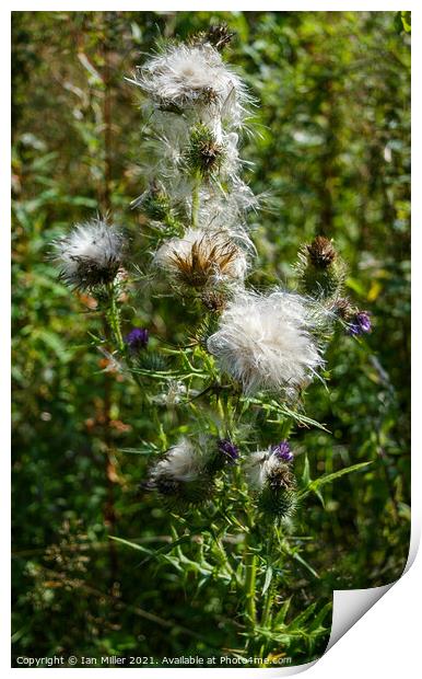 Thistle in Seed Print by Ian Miller