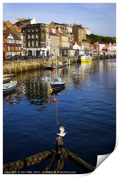 Whitby Harbour with a Gull Print by Ian Miller