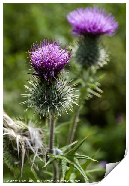 Thistle Print by Ian Miller