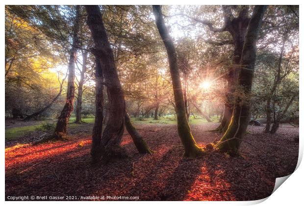 Alum Green New Forest Print by Brett Gasser