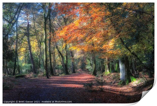 New Forest Autumn Path Print by Brett Gasser