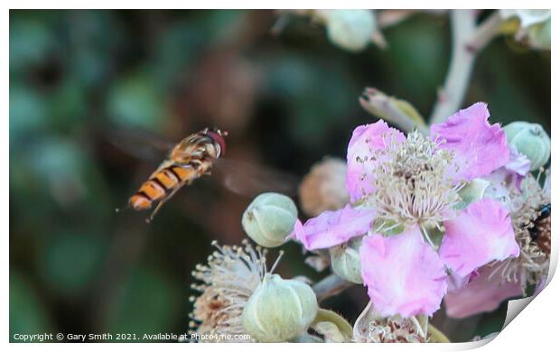 Hoverfly In Flight Print by GJS Photography Artist