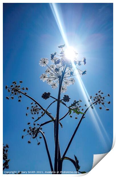 Sun Beaming Through Hogweed Print by GJS Photography Artist