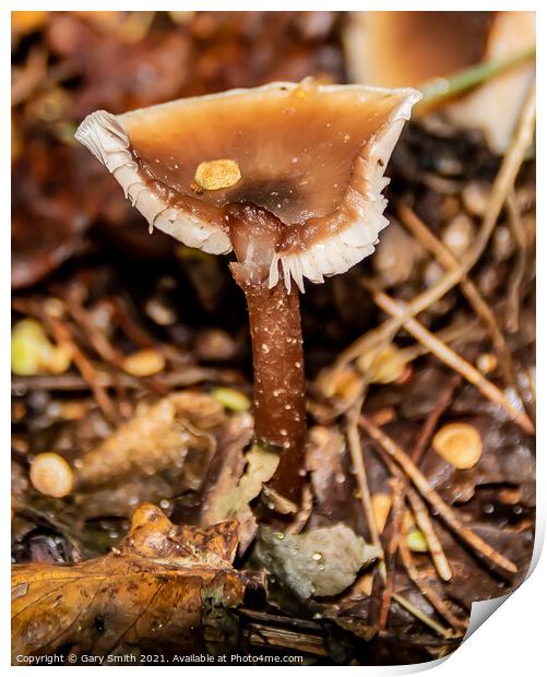 Beechwood Sickener Mushroom Fungi Print by GJS Photography Artist