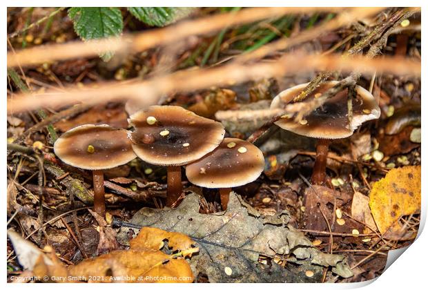Beechwood Sickener Mushroom Fungi Print by GJS Photography Artist
