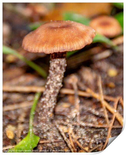Chanterelle Mushroom Fungi Print by GJS Photography Artist