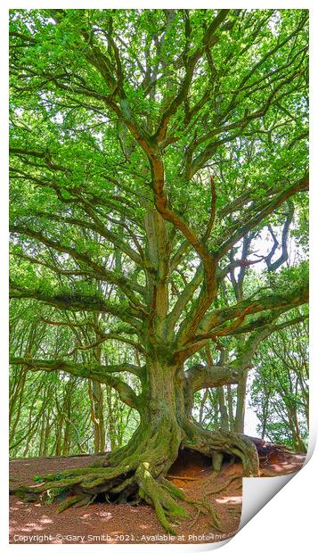 Old Oak Showing Roots and Leaves Print by GJS Photography Artist