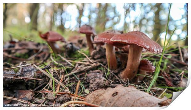 Red Waxcaps Print by GJS Photography Artist