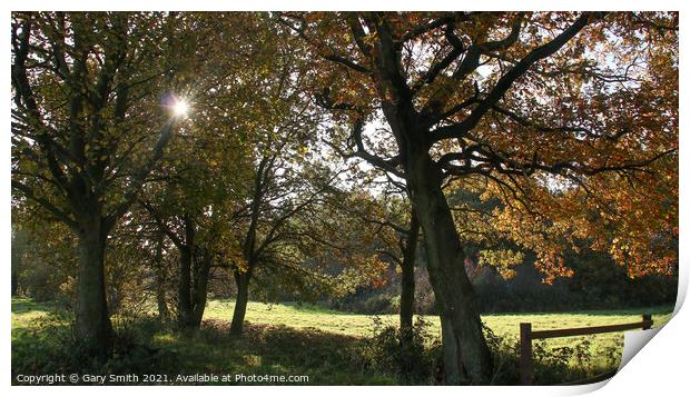 Sun Breaking Through The Branches of Autumn Leaves Print by GJS Photography Artist