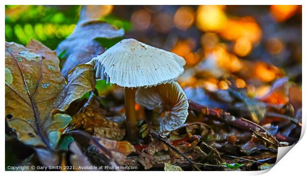 Snowy Waxcap Fungi in Detail Print by GJS Photography Artist