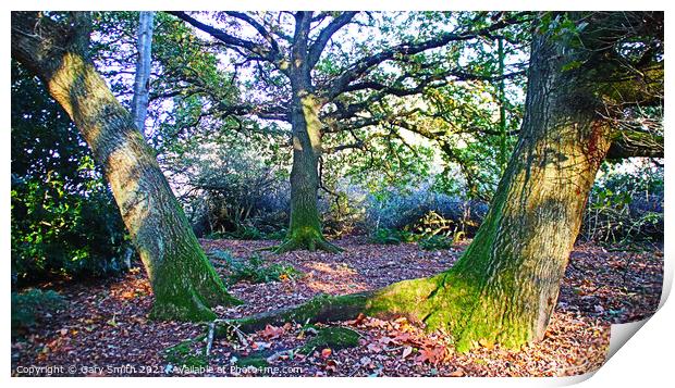 The 3 Trees and Autumn Leaf Carpet Print by GJS Photography Artist