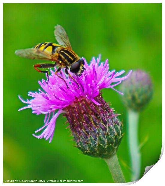 The Majestic Hoverfly A Pollinators Story Print by GJS Photography Artist