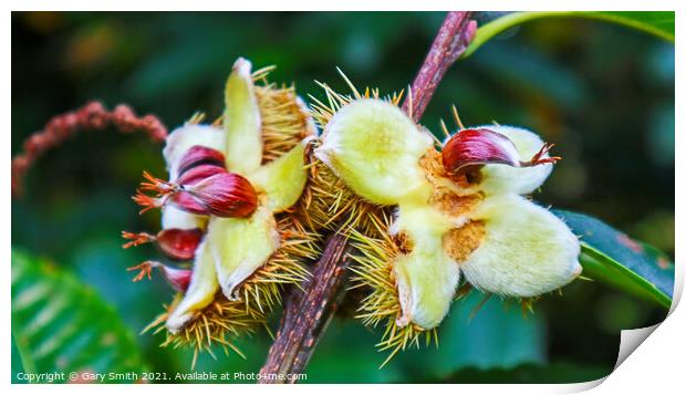 Chestnuts Breaking Open from their husks Print by GJS Photography Artist