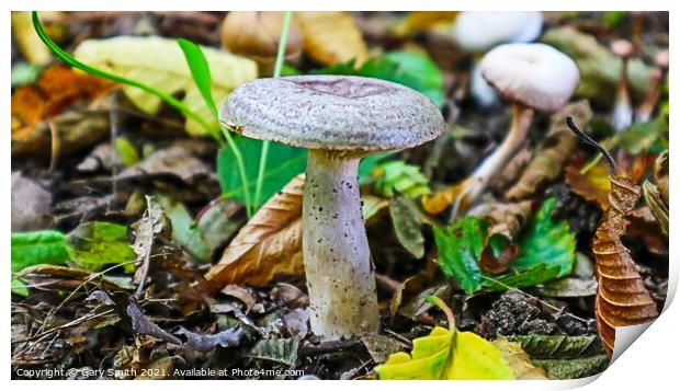 Mushroom with Texture and Colour Print by GJS Photography Artist