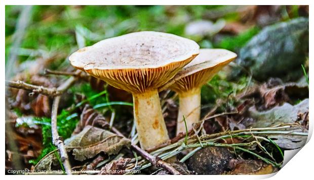 Funnel Cap Mushrooms Print by GJS Photography Artist
