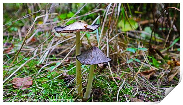 Pleated Inkcap Fungus Print by GJS Photography Artist
