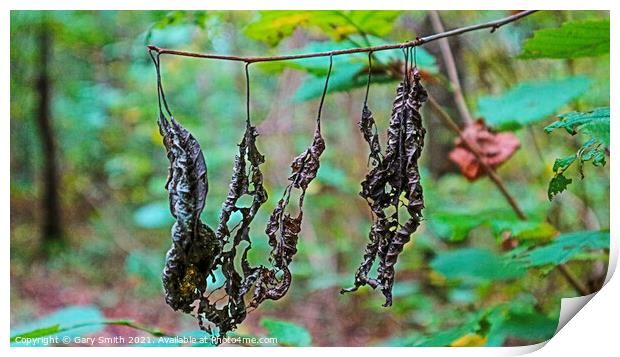 Dead Rotting Leaves Hanging  Print by GJS Photography Artist