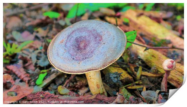 Blue Round Head  Print by GJS Photography Artist