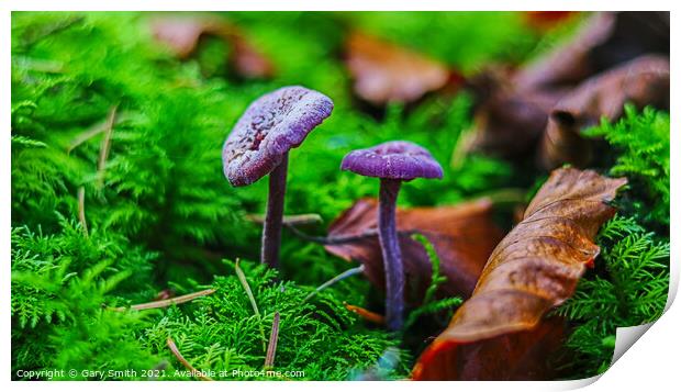 Amethyst Deceiver Print by GJS Photography Artist