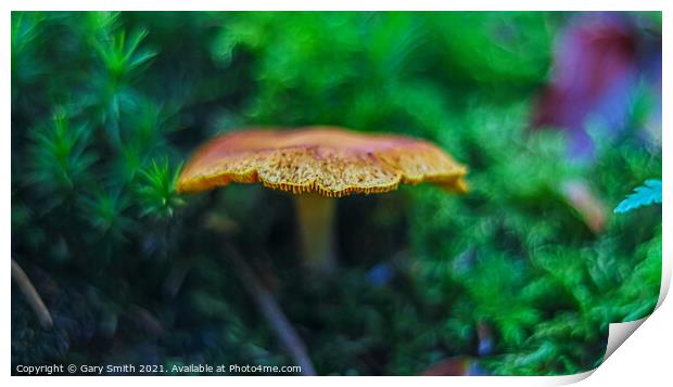 Orange Grisette Mushroom Print by GJS Photography Artist