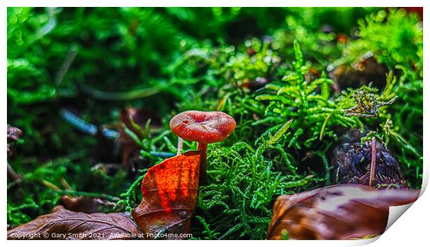 Scarlet Waxcap in Haircap Moss and Autumn Leaf  Print by GJS Photography Artist
