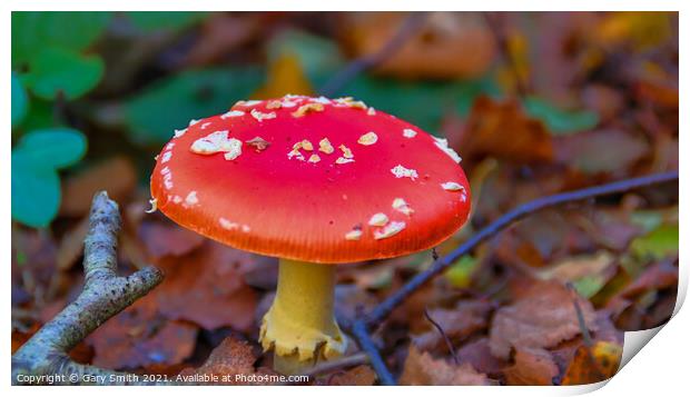 Fly Agaric (Alice in Wonderland) HDR Print by GJS Photography Artist