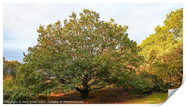 Scyamore Tree in Full Glory Print by GJS Photography Artist