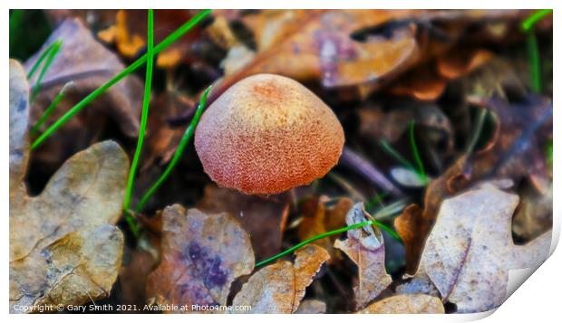 Textured Fungi Matching Colours Print by GJS Photography Artist