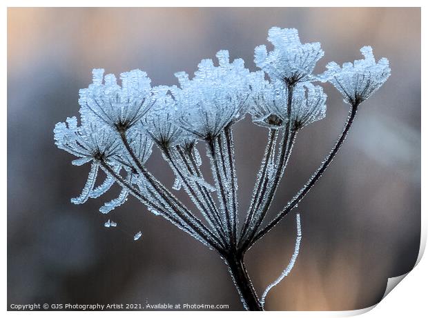 Pretty Frost Print by GJS Photography Artist