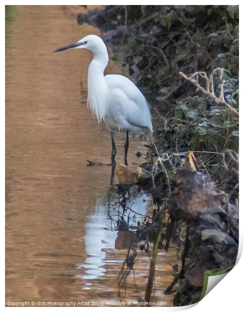 Egret standing waiting Print by GJS Photography Artist