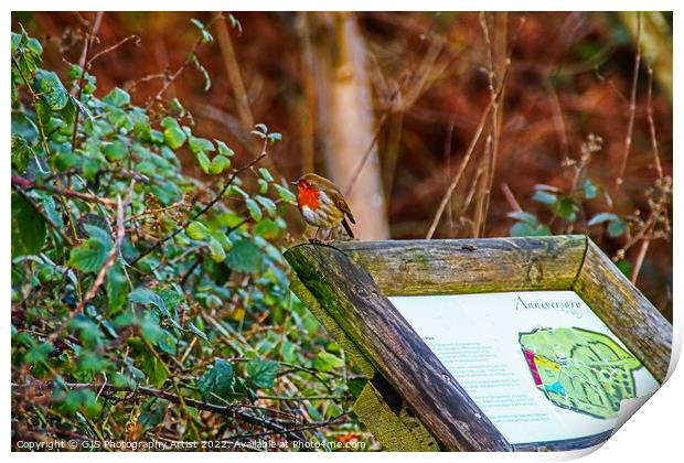 Robin Sits on Signage Print by GJS Photography Artist