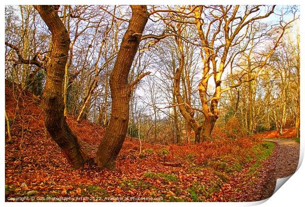 Twisting Trees along Pathway Print by GJS Photography Artist