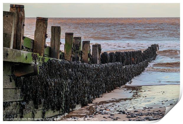 Seaweed on the Groins Print by GJS Photography Artist