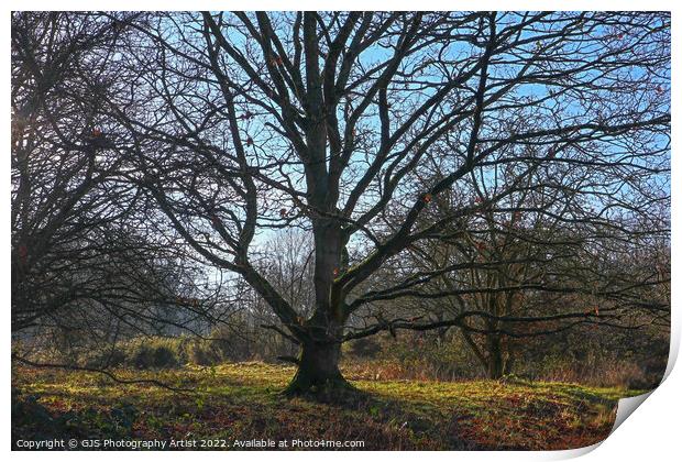 Bare Tree Branches Like Tenticles Print by GJS Photography Artist
