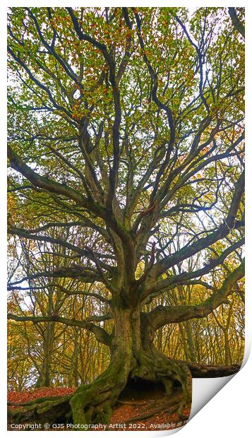 Old Oak Exposed Print by GJS Photography Artist