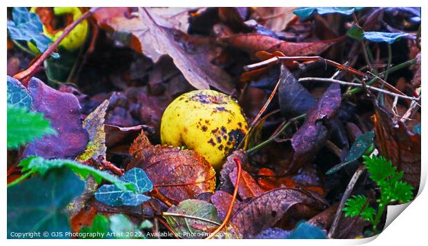 Rotting Crab Apple Print by GJS Photography Artist