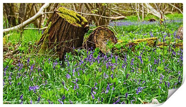 Bluebells All Around Print by GJS Photography Artist