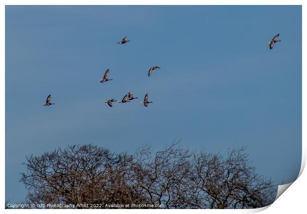 I see Geese Print by GJS Photography Artist