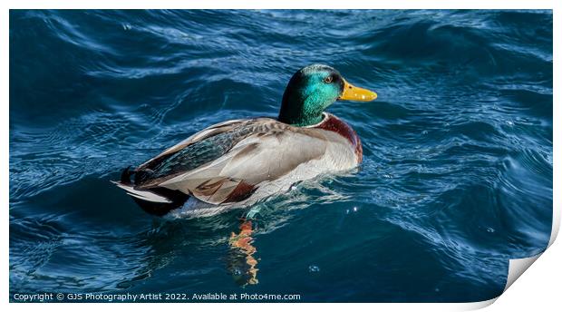 Coulourful Duck  Print by GJS Photography Artist