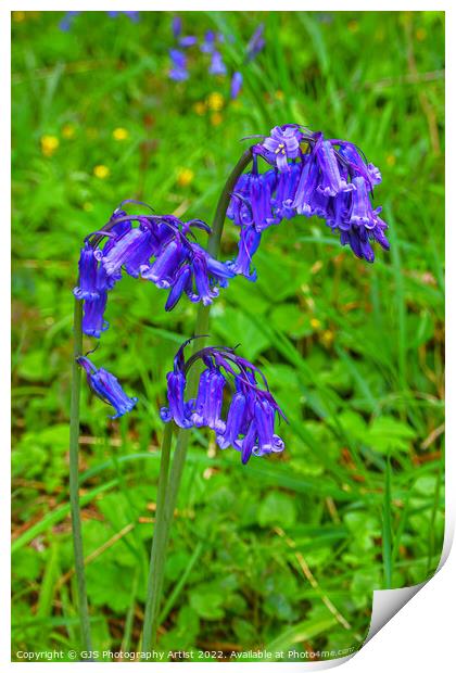 Simply Bluebells  Print by GJS Photography Artist
