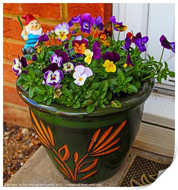 Doorstep Pansies Print by GJS Photography Artist