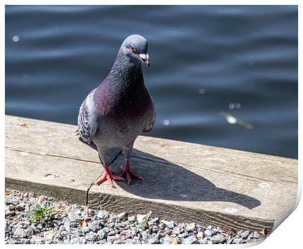 Pigeon Poseing Print by GJS Photography Artist
