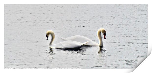 Swans Bordered Print by GJS Photography Artist